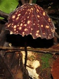 Marasmius amazonicus image