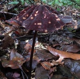 Marasmius amazonicus image