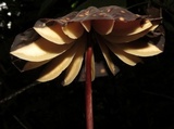 Marasmius amazonicus image
