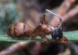 Image of Ophiocordyceps camponoti-atricipis