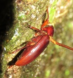 Ophiocordyceps curculionum image