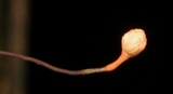 Ophiocordyceps curculionum image