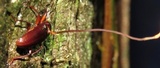 Ophiocordyceps curculionum image