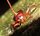 Ophiocordyceps curculionum image