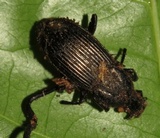 Ophiocordyceps curculionum image