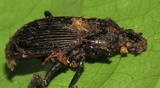 Ophiocordyceps curculionum image