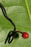 Ophiocordyceps curculionum image