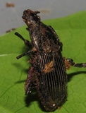 Ophiocordyceps curculionum image