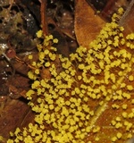 Physarum polycephalum image