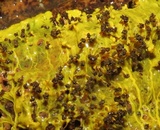 Physarum polycephalum image