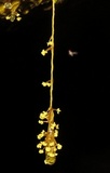Physarum polycephalum image