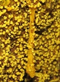 Physarum polycephalum image