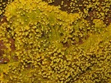 Physarum polycephalum image