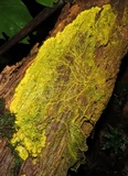 Physarum polycephalum image