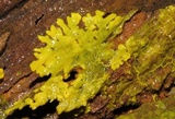 Physarum polycephalum image