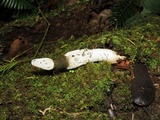 Staheliomyces cinctus image