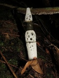 Staheliomyces cinctus image