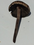 Panaeolus cinctulus image