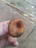 Tricholomopsis formosa image