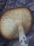 Tricholomopsis formosa image