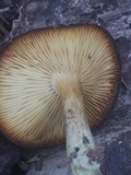 Tricholomopsis formosa image