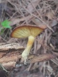 Tricholomopsis formosa image