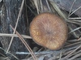 Tricholomopsis formosa image