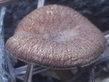 Tricholomopsis formosa image