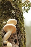 Pleurotus dryinus image