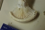Pleurotus dryinus image