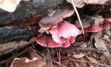 Phlebia incarnata image