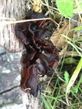 Phaeotremella frondosa image