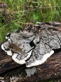 Gloeoporus dichrous image