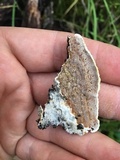 Gloeoporus dichrous image