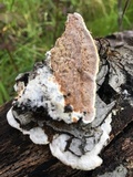 Gloeoporus dichrous image