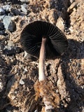 Panaeolus cinctulus image