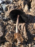 Panaeolus cinctulus image