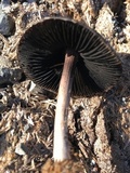 Panaeolus cinctulus image