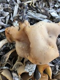 Peziza repanda image