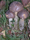 Leccinum cyaneobasileucum image