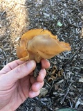 Peziza repanda image