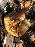 Gymnopilus luteofolius image