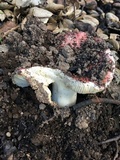 Russula cremoricolor image