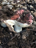 Russula cremoricolor image