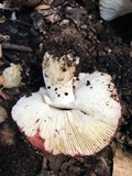 Russula cremoricolor image