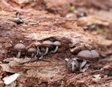 Mycena aprilis image