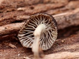 Mycena aprilis image
