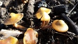 Pholiota highlandensis image