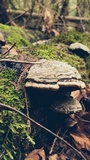 Fomitopsis ochracea image