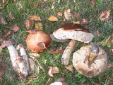 Leccinum cyaneobasileucum image